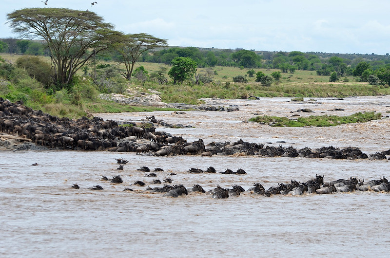 Mara River Crossing — Dramatic river crossing at the Mara River during migration season.